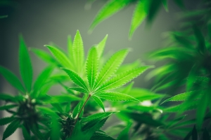 Each Strain Cannabis Each Strain Cannabis